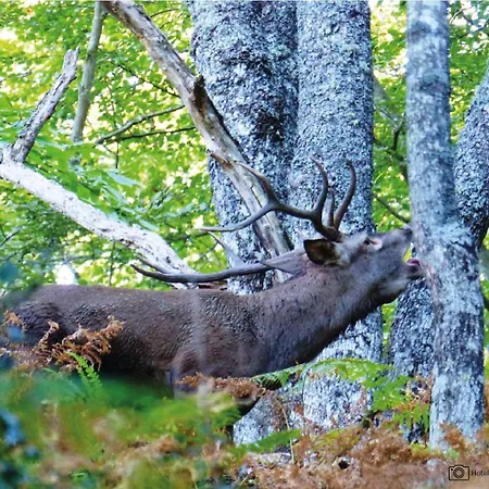 Casa El Rapido فندق فيليتشوسا